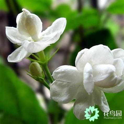 陽台種茉莉花|比茉莉花還香的「6種花卉」，種在陽台，滿屋子都飄。